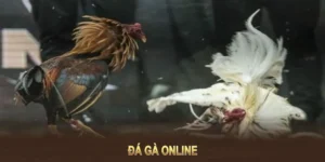 Hướng Dẫn Cách Chơi Đá Gà GA28 Tại FB68 Hiệu Quả Nhất 2 Hướng Dẫn Cách Chơi Đá Gà GA28 Tại FB68 Hiệu Quả Nhất